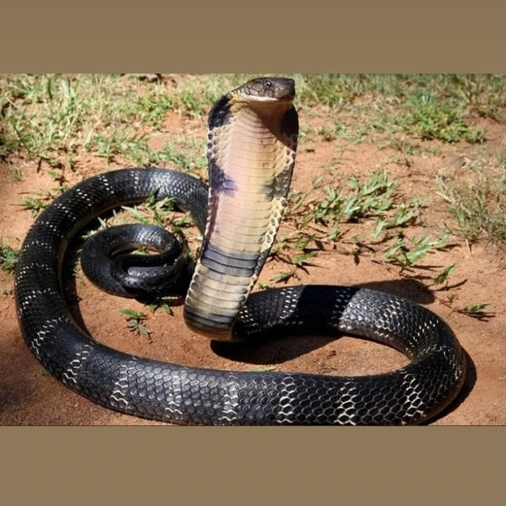 shishumi king cobra