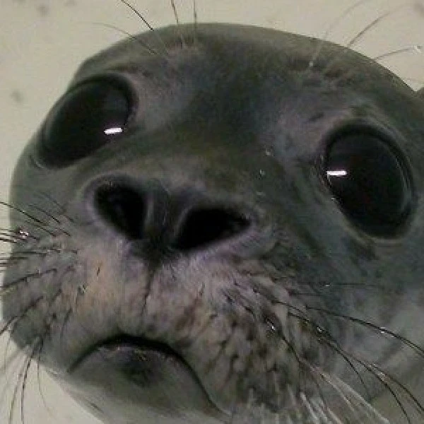 seal 🦭