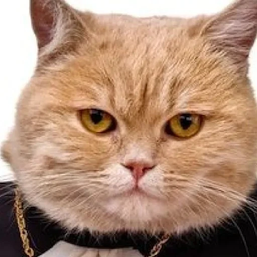 Millionaire Cat