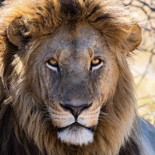 Mufasa the lion