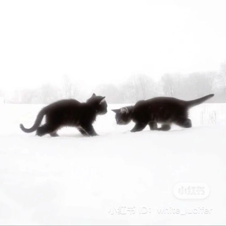 𝐏𝐄𝐃𝐈𝐃𝐎𝐒 𝐃𝐄 𝐁𝙊𝙏𝙎!!