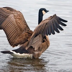 Geese