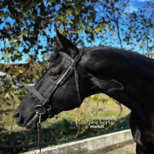 stallion