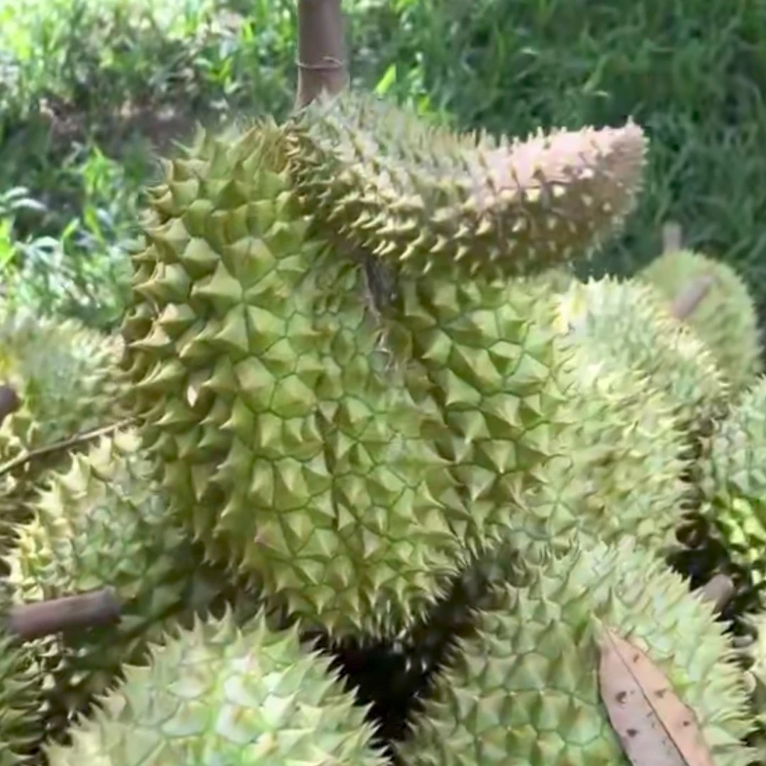 Durian