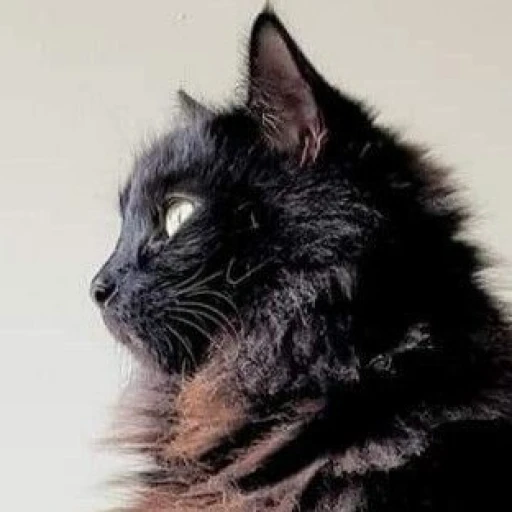 Gaspar