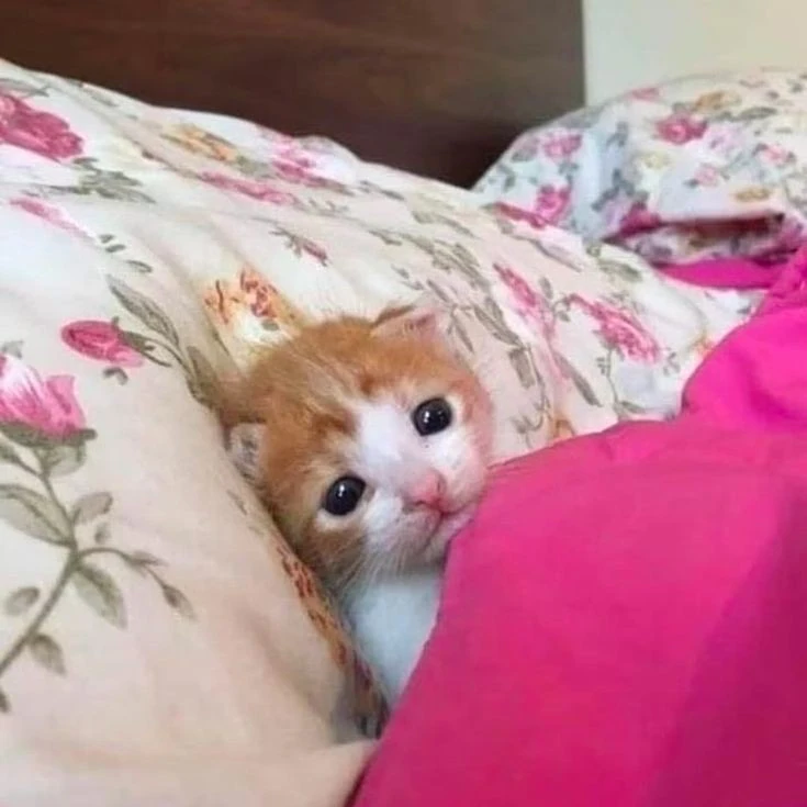Cat.