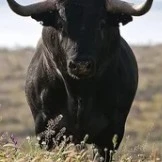 Mat toro