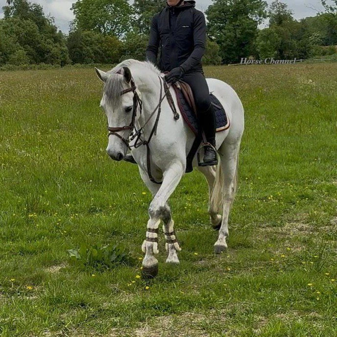 stallion