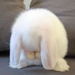 your rabbit