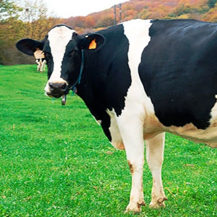 Cow