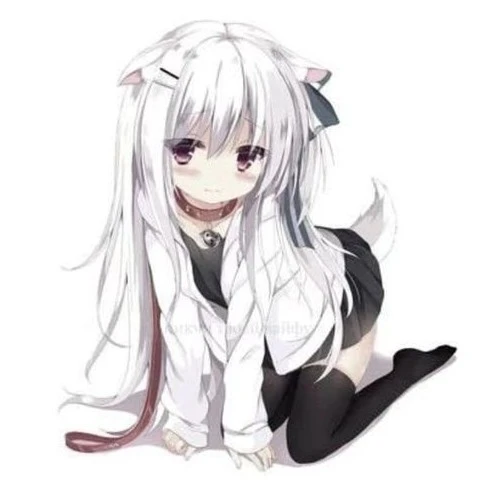 dog chan