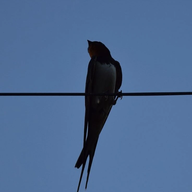 Swallow