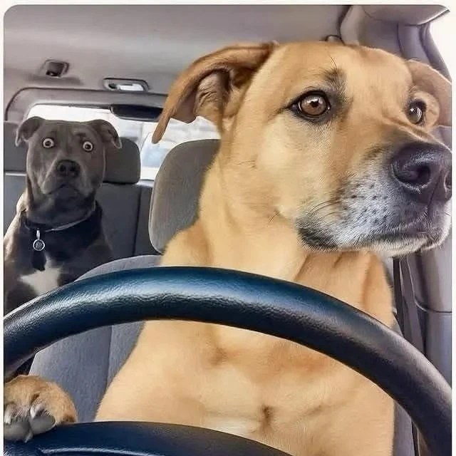 Hood dogs