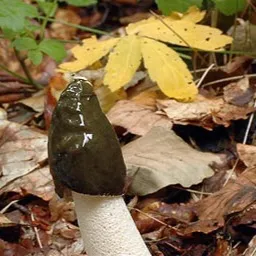 Mushroom World