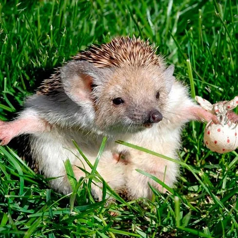 Hedgehog