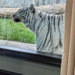 the tiger hotel!