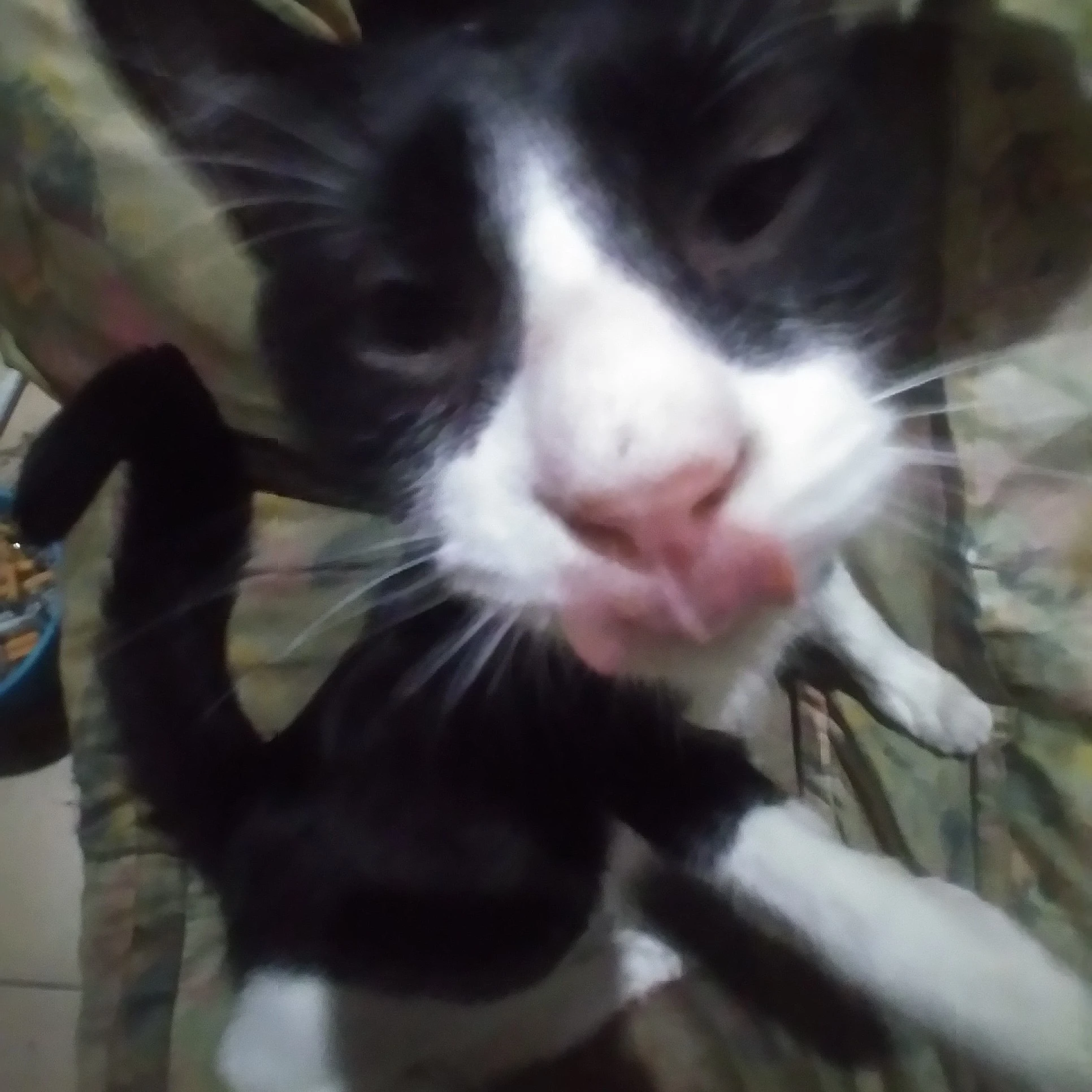 kitten