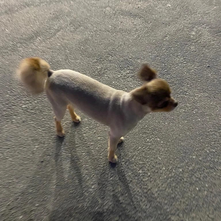 dog
