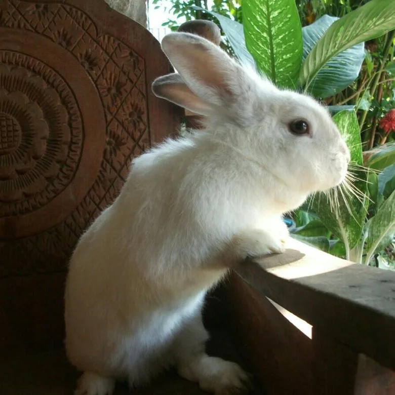 Rabbit