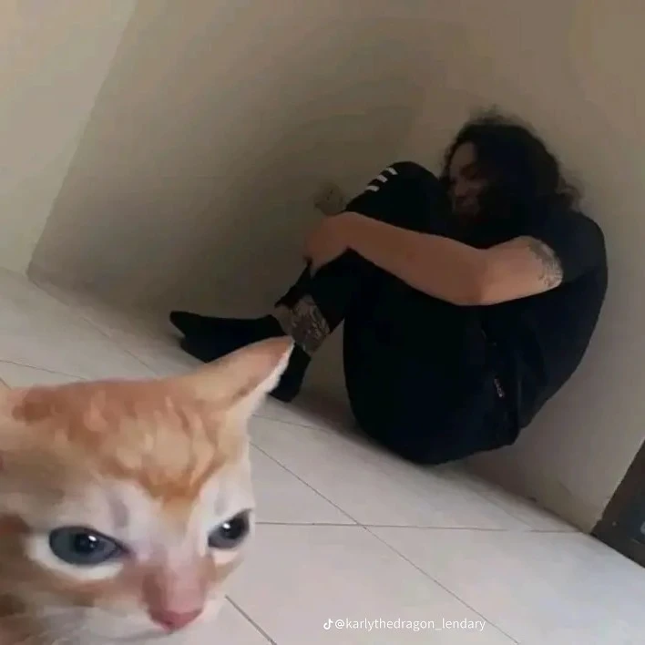 angry cat