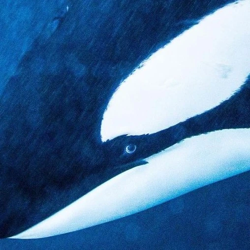 Orca (human)