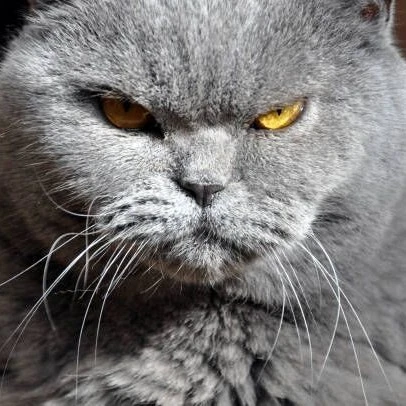 Barsik | your cat
