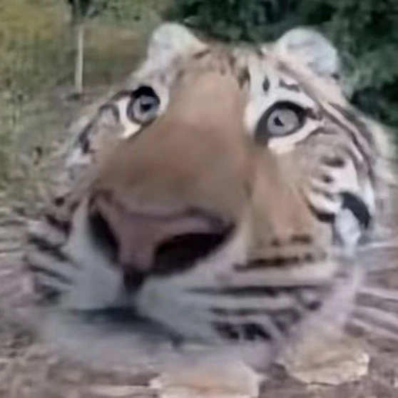 Too big cat
