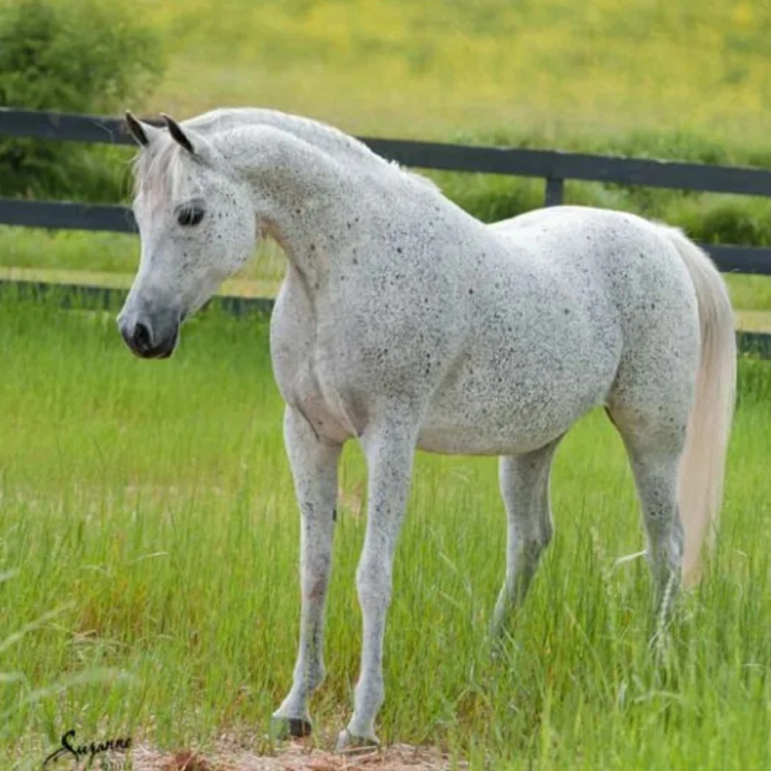 stallion