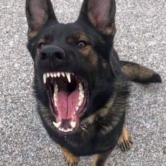 German shepherd