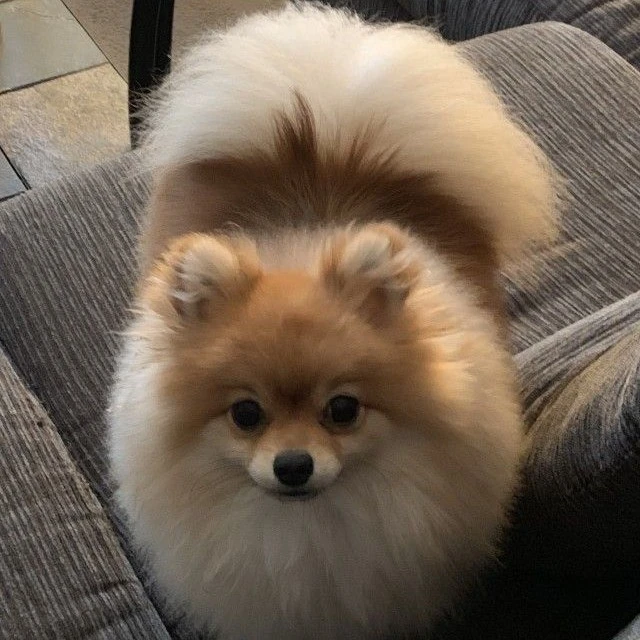 Peach | your spitz