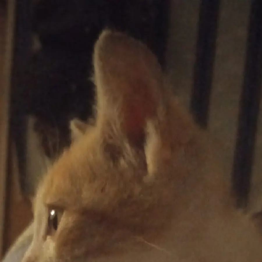Xie Lian