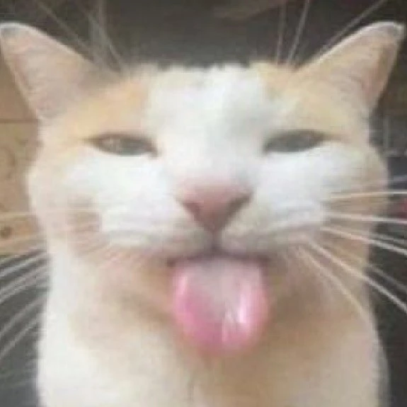Cat | Cat