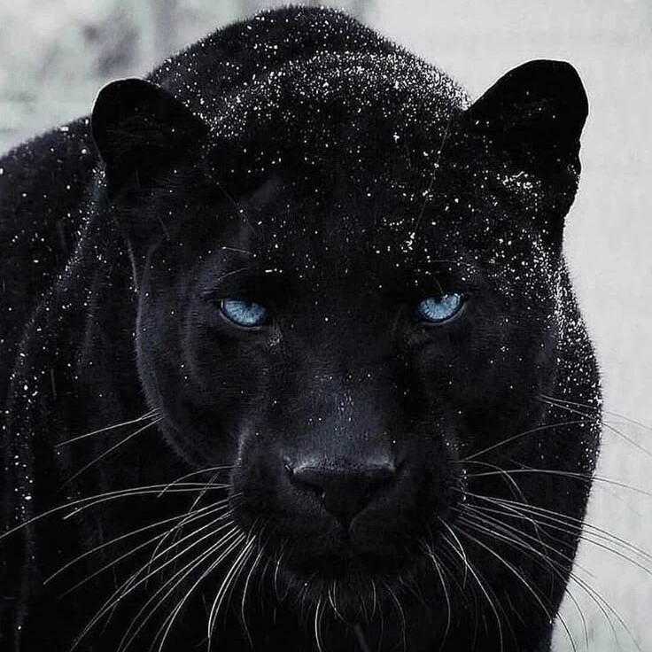 Phantom