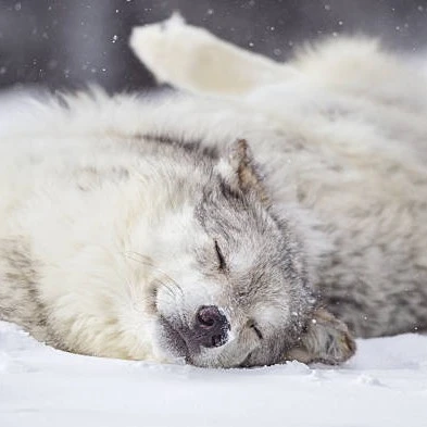 Wolf Life RPG🐺