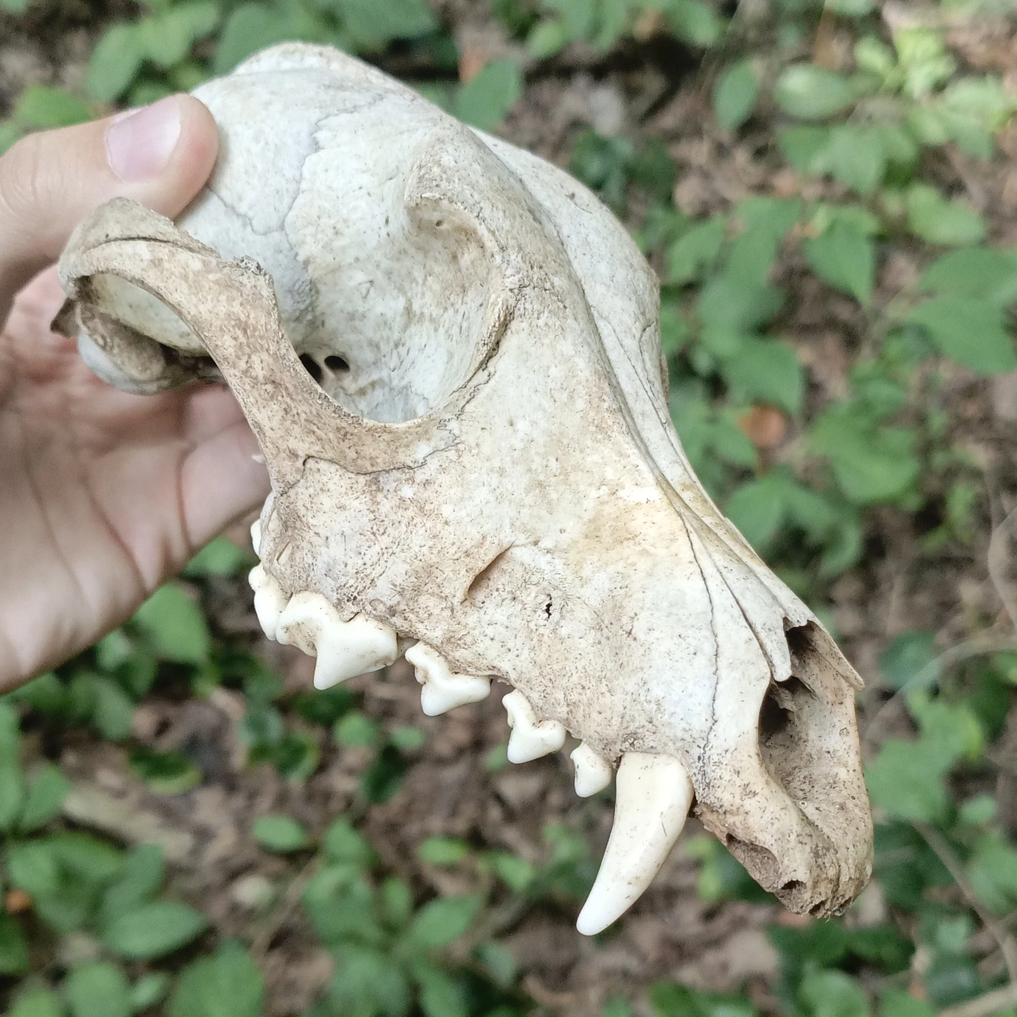 fox skull