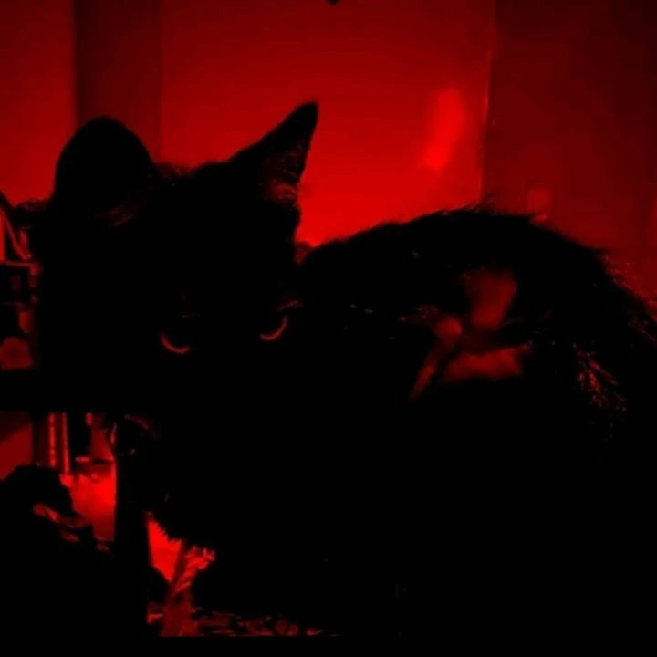 lack /cat?[speaker]~