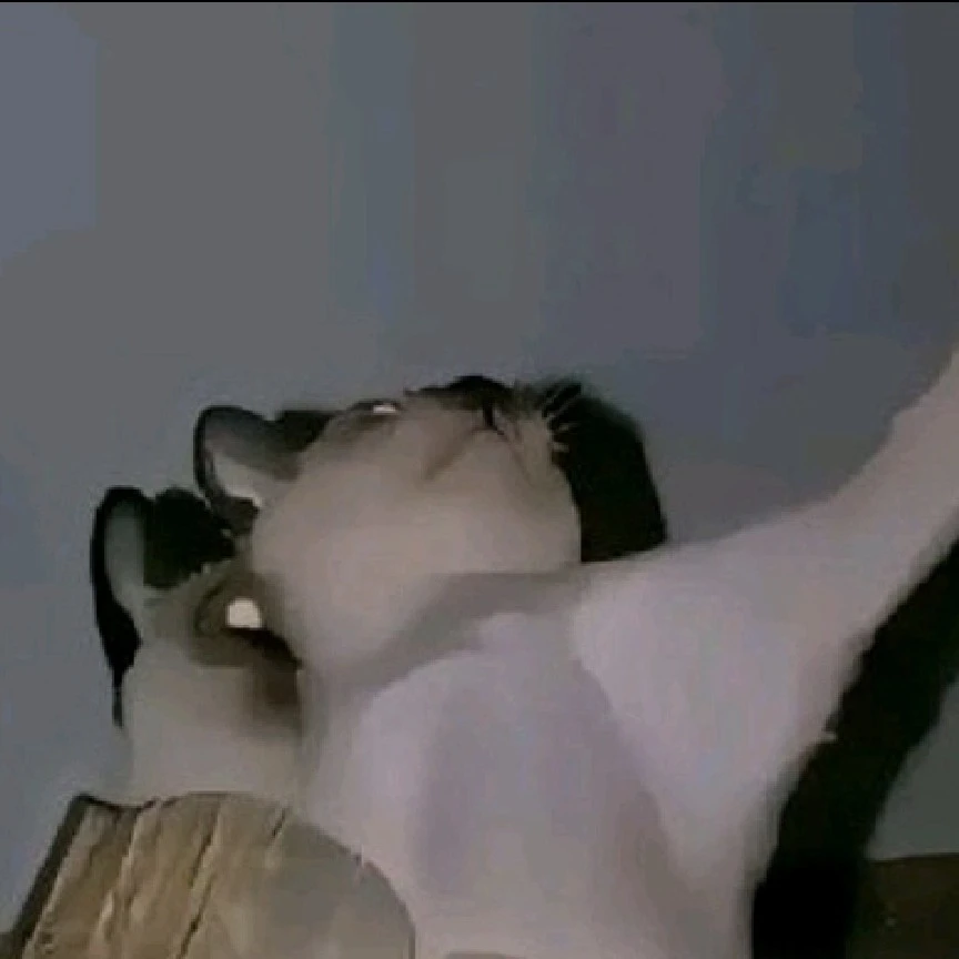magic cat