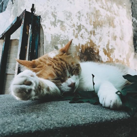 Stray Cat Life RPG🐱