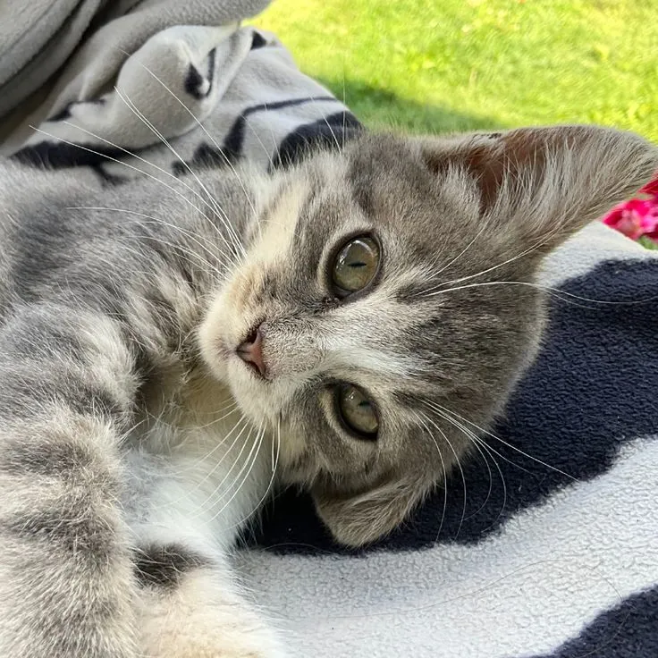 John Frusciante cat