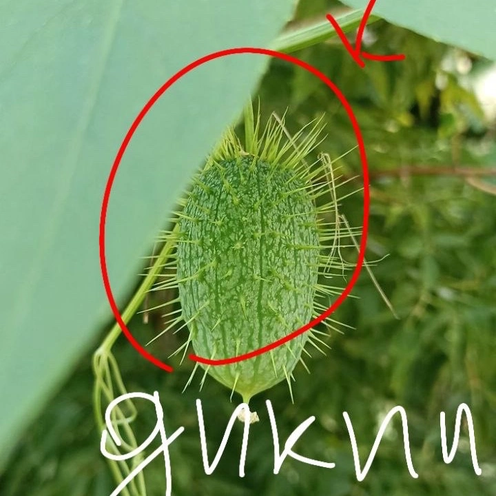 Wild cucumber