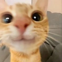 Lah your pet kitten ♡