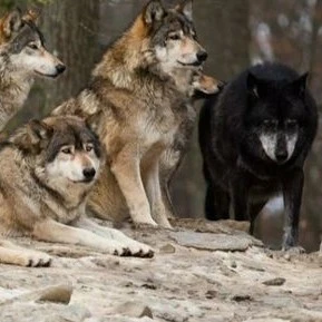 pack of wolves
