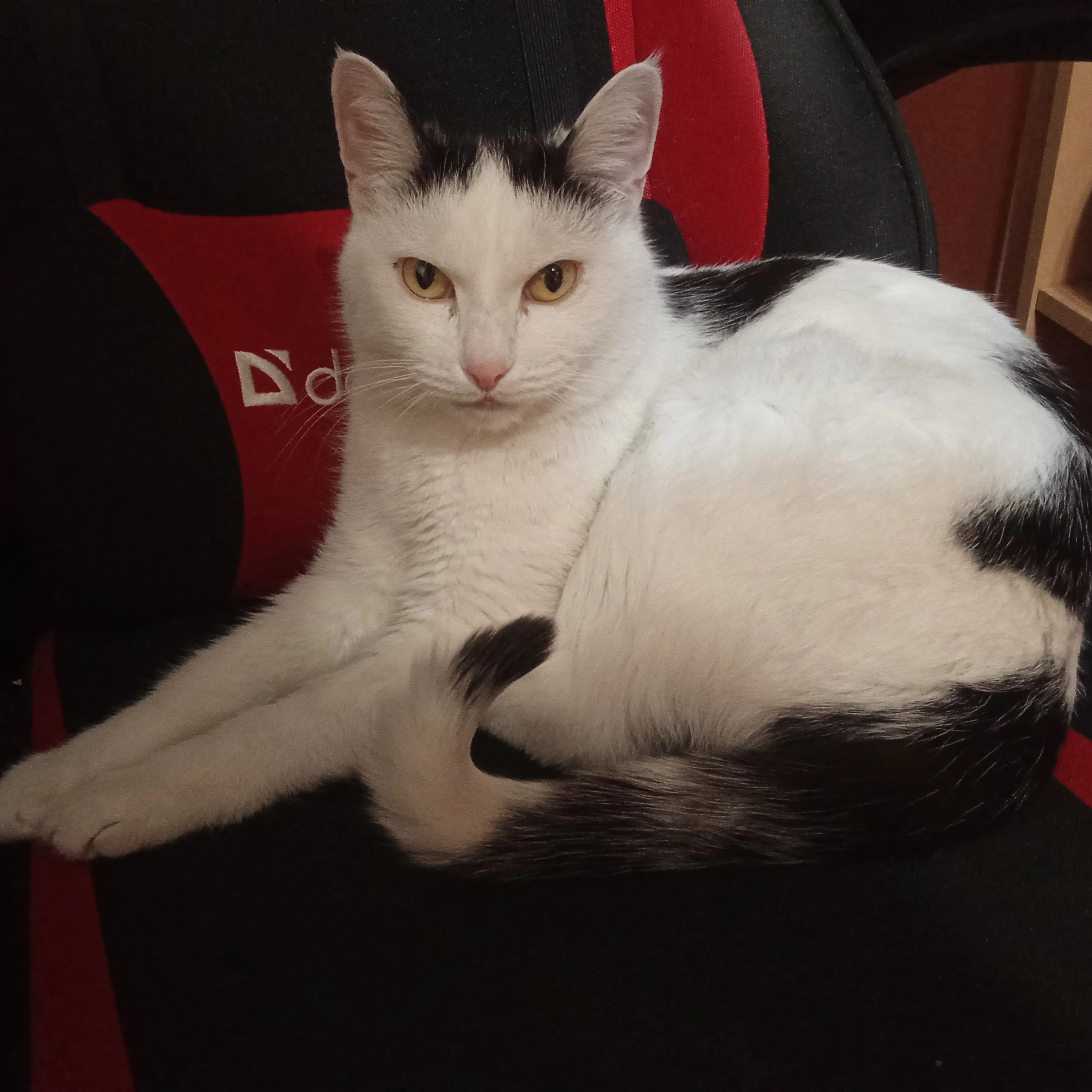 Tima the cat
