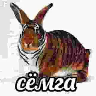 vexus