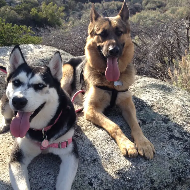 Your guard dogs
